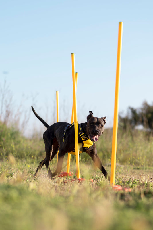 10 Easy Enrichment Activities for High-Energy Dogs (Backed by Science)