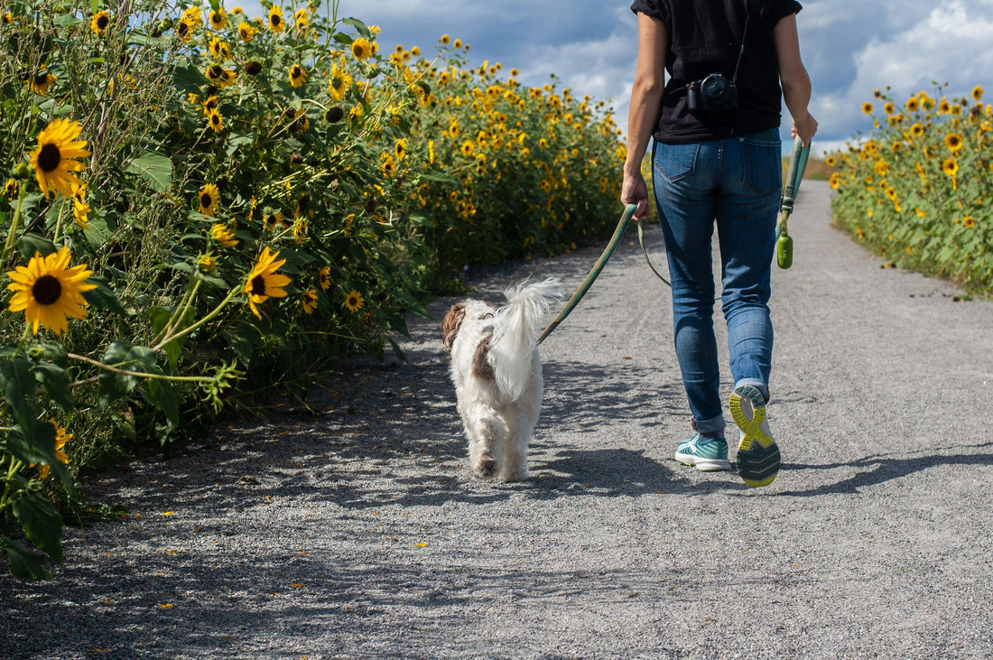 Why Walking Your Dog Isn’t Always Enough