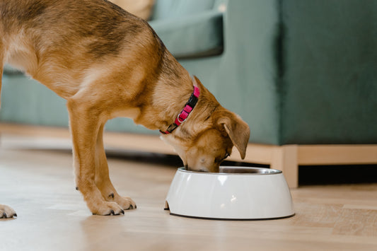 Types of Dog Food Explained