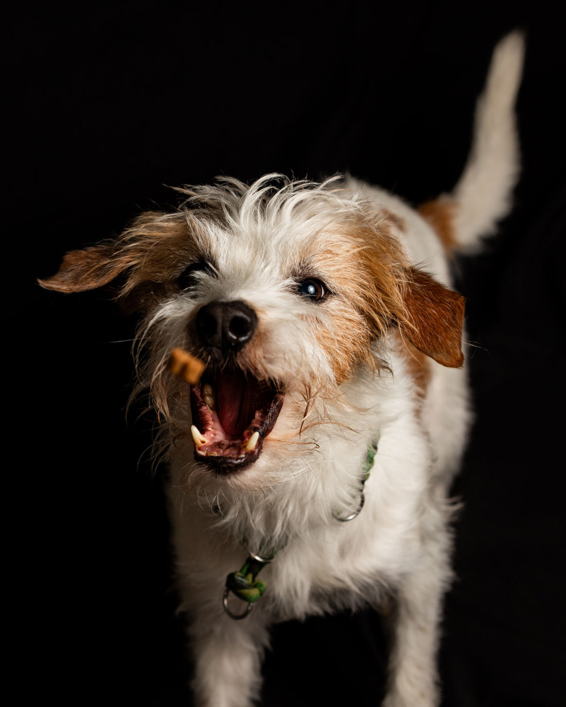 Are Store-Bought Dog Treats Actually Healthy?