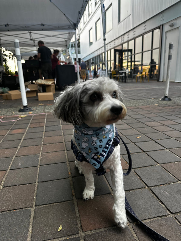 Finn